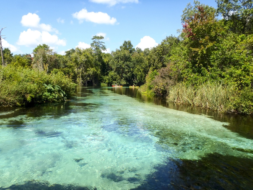 Crystal clear water of the Weeki Wachee river surrounded by trees on a bright and sunny day.