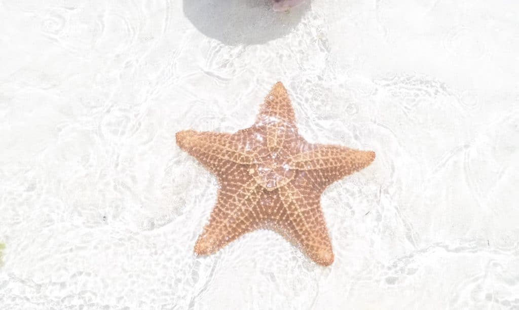 A large star fish underwater on the Serenity Bay beach at Castaway Cay.