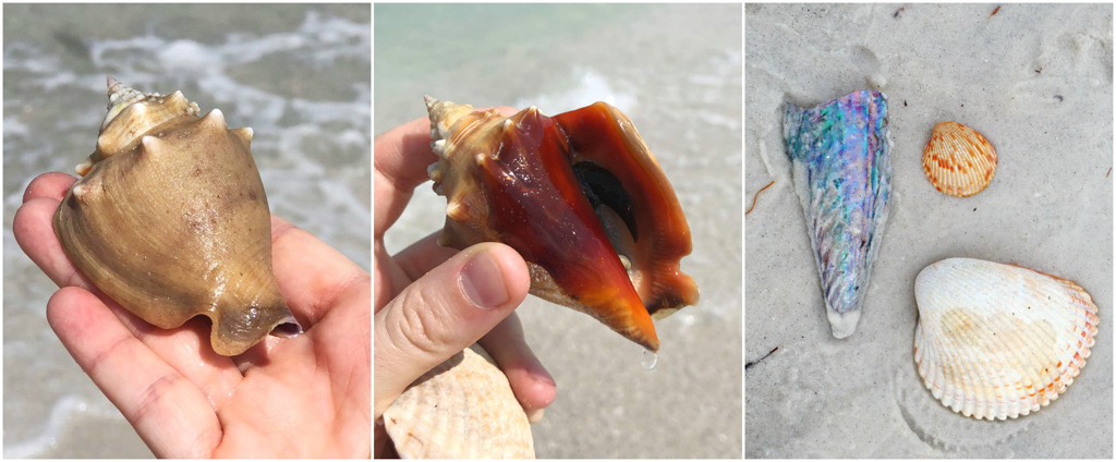 A hand holding multiple shells found on the beach at Caladesi Island. 