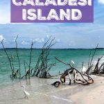 Ultimate Guide to Caladesi Island