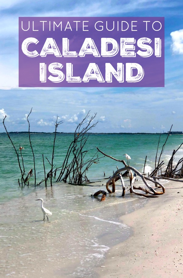 View of Caladesi Island beach with mangroves and white birds. 